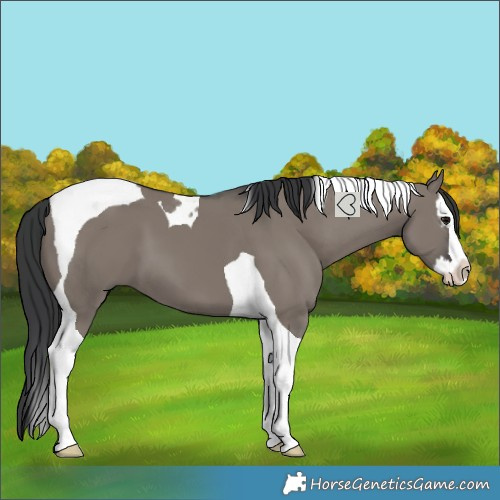 Horse Color:Grullo Splash Tobiano 