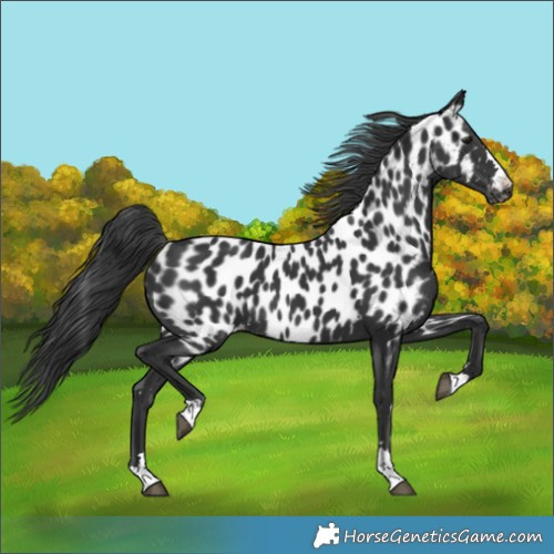 Horse Color:Black Appaloosa 