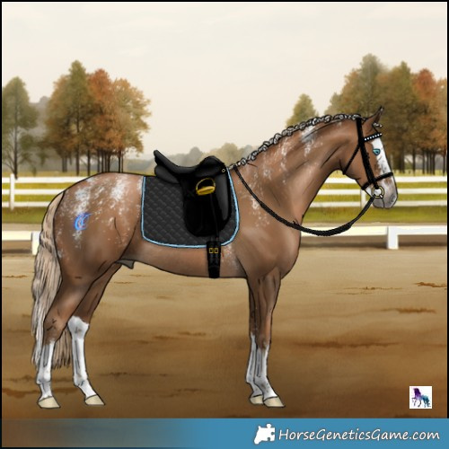Horse Color:Powder White Gray Liver Chestnut Splash Rabicano 