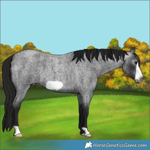 Horse Color:Gray Smoky Blue Roan Frame 
