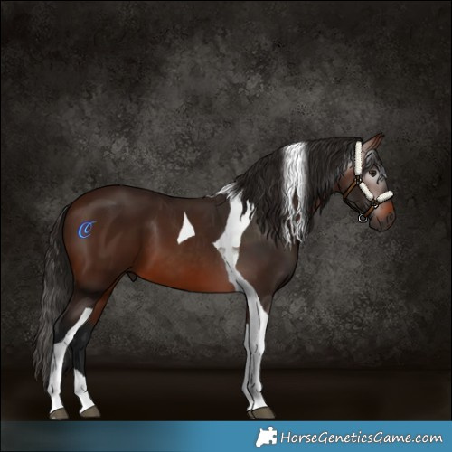 Horse Color:Gray Bay Tobiano 