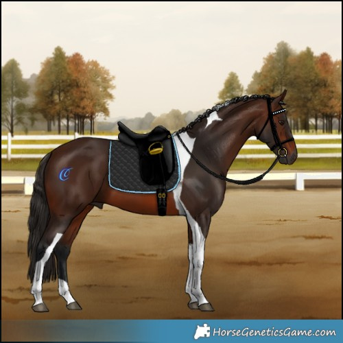 Horse Color:Gray Bay Tobiano 