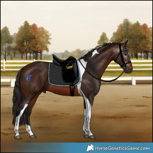 Horse Color:Gray Bay Tobiano 