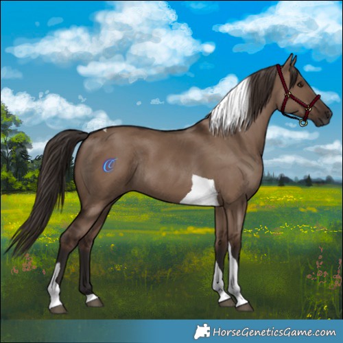 Horse Color:Liver Red Dun Tobiano Rabicano 