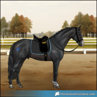 Horse Color:Brown Sabino Tobiano 