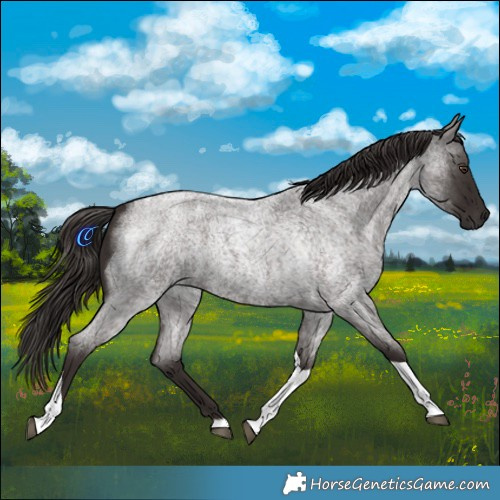 Horse Color:Liver Red Roan Tobiano