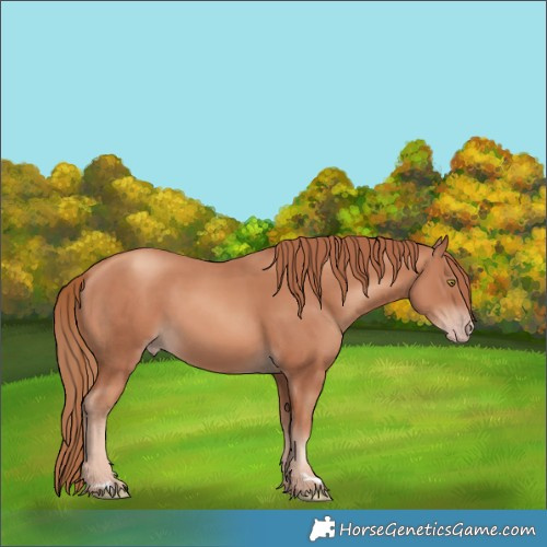 Horse Color:Gold Champagne 