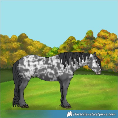 Horse Color:Black Ice 