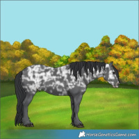 Horse Color:Black Ice 