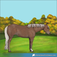 Horse Color:Silver Black