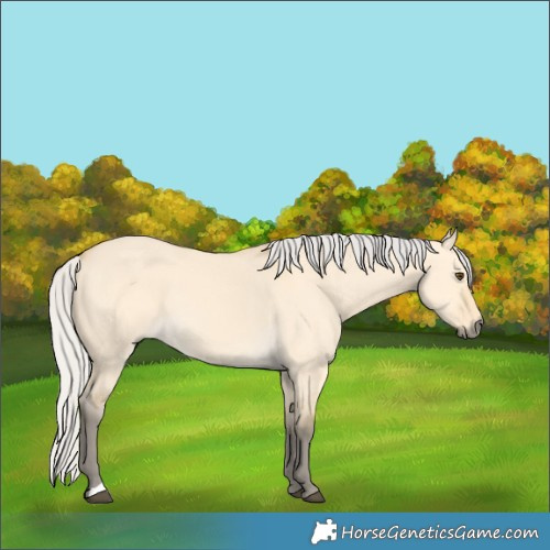 Horse Color:Silver Buckskin Dun 