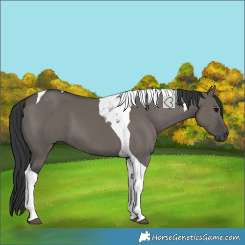 Horse Color:Grullo Tobiano 