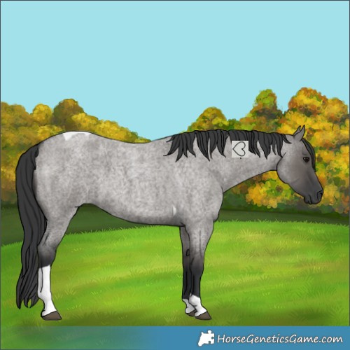 Horse Color:Grullo Roan Tobiano