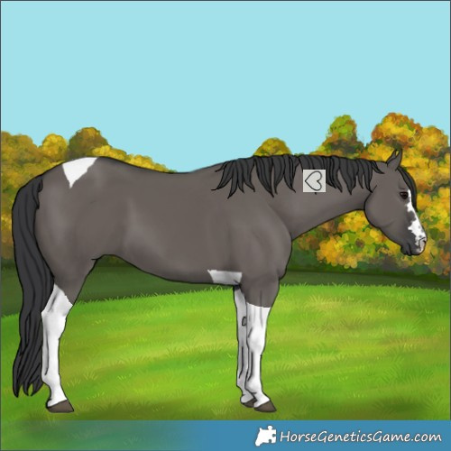 Horse Color:Grullo Tobiano 