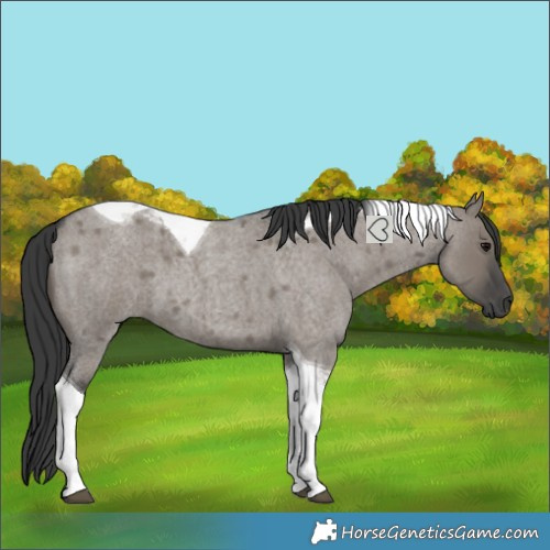 Horse Color:Grullo Roan Tobiano 