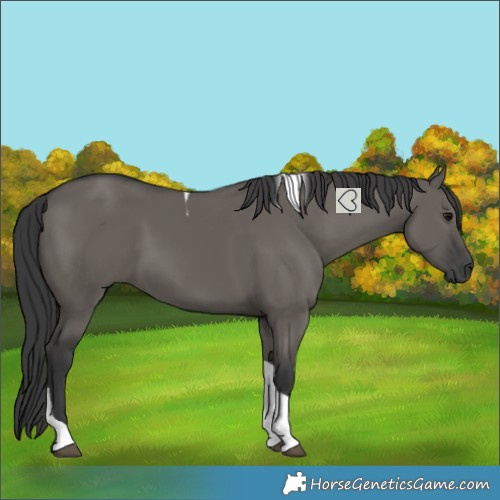 Horse Color:Grullo Tobiano 
