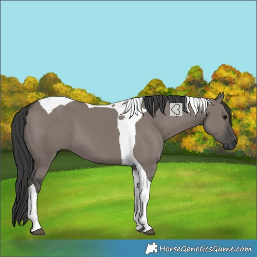 Horse Color:Grullo Tobiano 