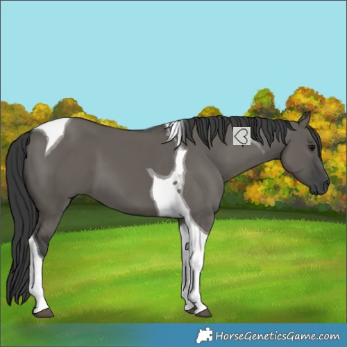Horse Color:Grullo Tobiano