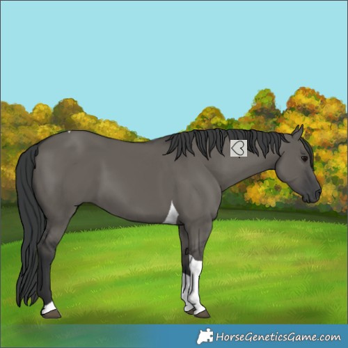 Horse Color:Grullo Tobiano 