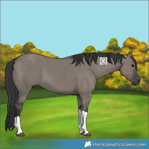 Horse Color:Grullo Tobiano 