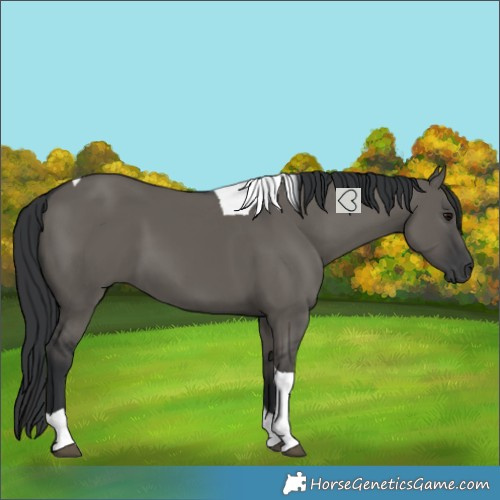 Horse Color:Grullo Tobiano