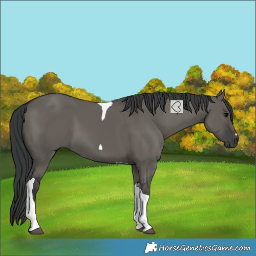 Horse Color:Grullo Tobiano