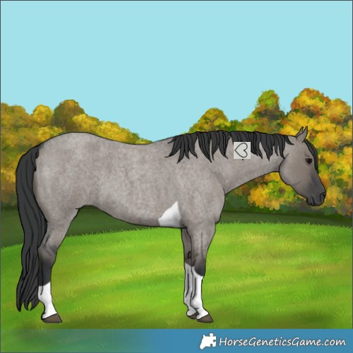 Horse Color:Grullo Roan Tobiano 