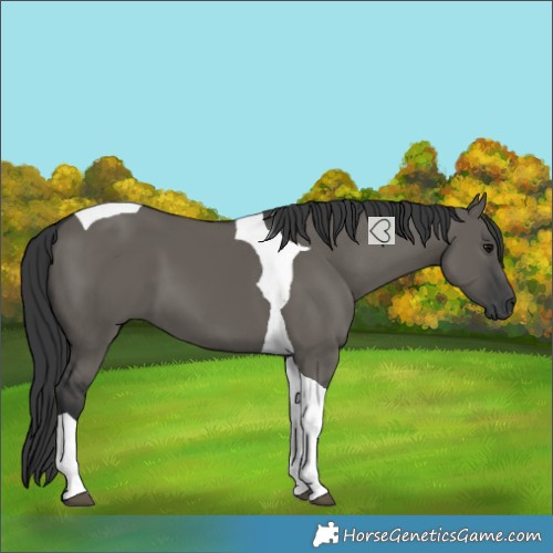 Horse Color:Grullo Tobiano 