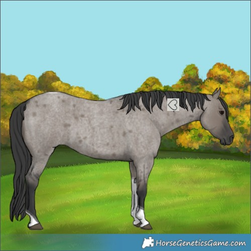 Horse Color:Grullo Roan Tobiano