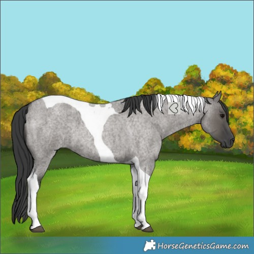 Horse Color:Grullo Roan Tobiano