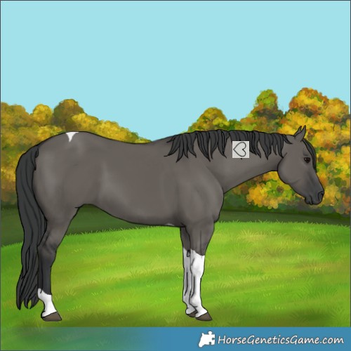 Horse Color:Grullo Tobiano