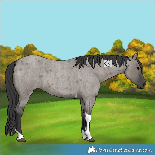 Horse Color:Grullo Roan Tobiano 