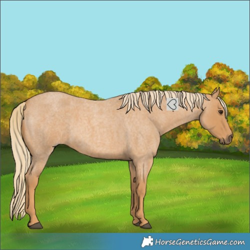 Horse Color:Red Roan 
