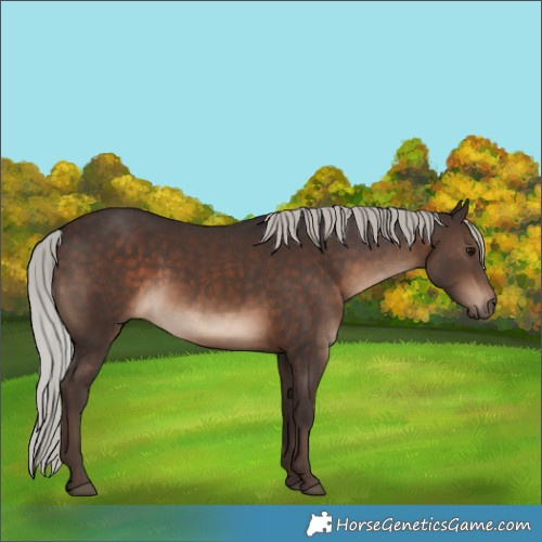 Horse Color:Silver Brown Rabicano 