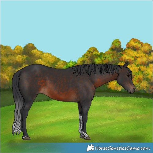 Horse Color:Brown Tobiano Rabicano 