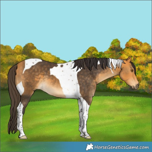 Horse Color:Buckskin Tobiano