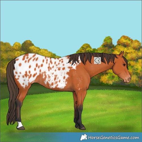 Horse Color:Bay Near Leopard 