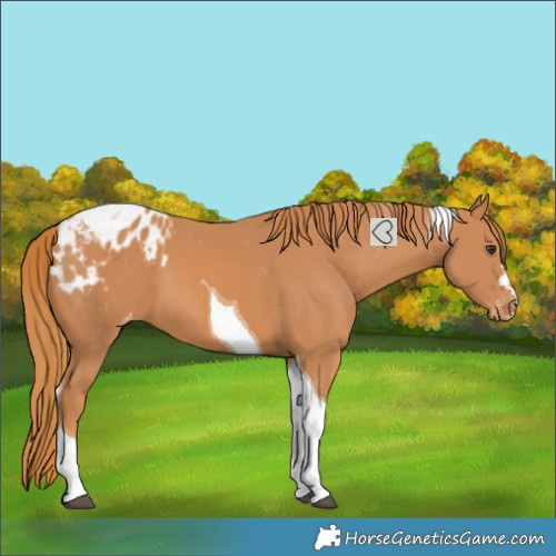 Horse Color:Chestnut Tobiano Blanket