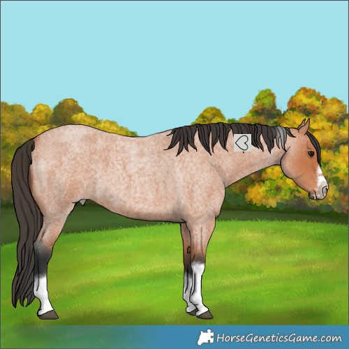 Horse Color:Bay Roan Tobiano Frame 