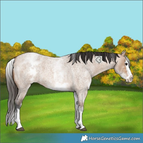 Horse Color:White Spotted Bay Roan Dun Splash 