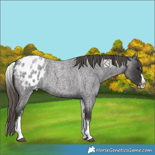 Horse Color:White Spotted Smoky Blue Roan Splash Blanket 