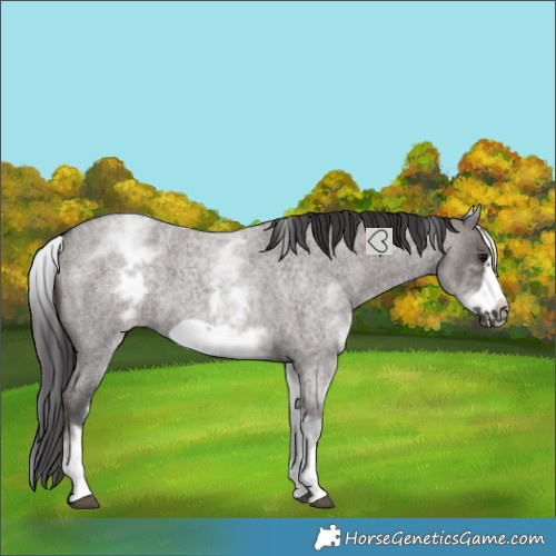 Horse Color:White Spotted Smoky Grullo Roan Frame 