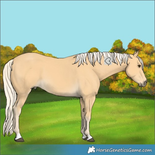 Horse Color:Palomino 