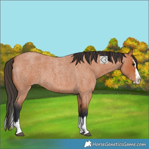 Horse Color:Bay Roan Splash
