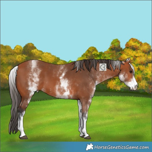 Horse Color:White Spotted Bay