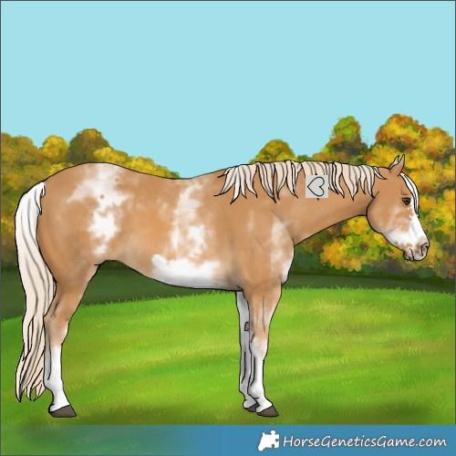 Horse Color:White Spotted Palomino Frame 