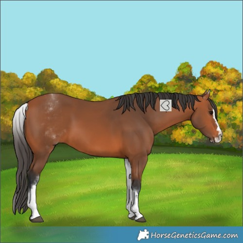 Horse Color:White Spotted Bay Splash 