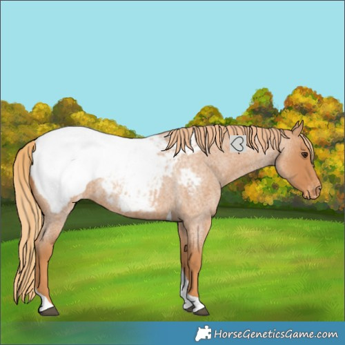 Horse Color:Red Roan Tobiano Snowcap 