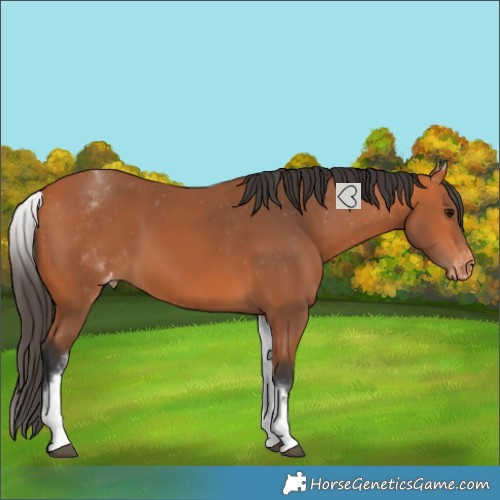 Horse Color:White Spotted Bay Varnish