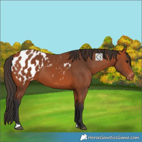 Horse Color:Bay Blanket